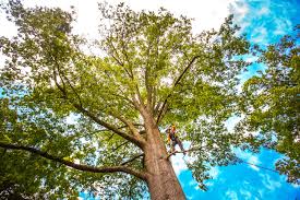 Trusted San Felipe Pueblo, NM Tree Care Experts
